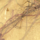 Illustration for article titled Inside Morgellons, the Internets Disease